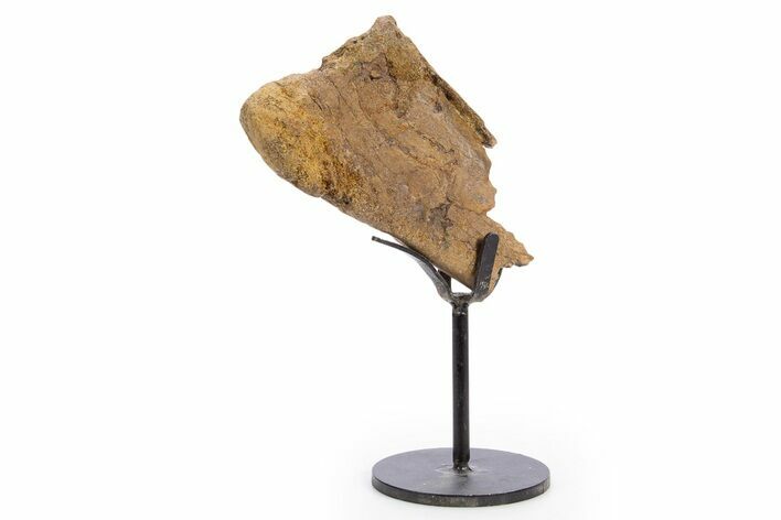Fossil Triceratops Process Section w/ Metal Stand - South Dakota #335516